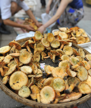 樅樹菌