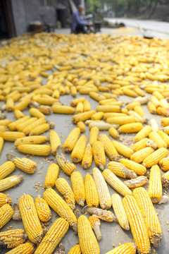 農村曬玉米