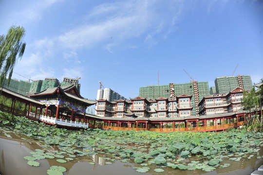 荷花園林藝術(shù)