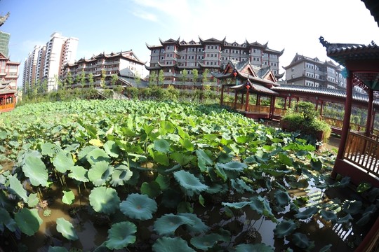 荷花園林藝術(shù)