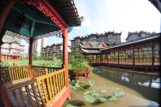 荷花園林藝術(shù)