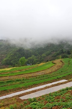 田野田園