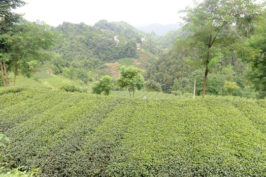 茶園藍(lán)天白云風(fēng)景