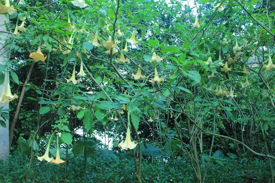 天使的號(hào)角