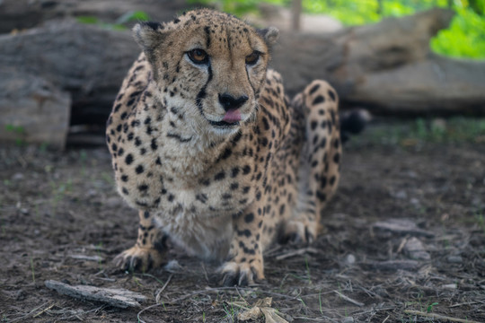 獵豹