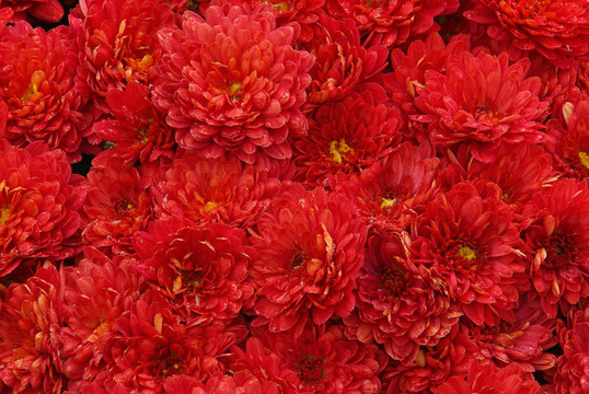 菊花04