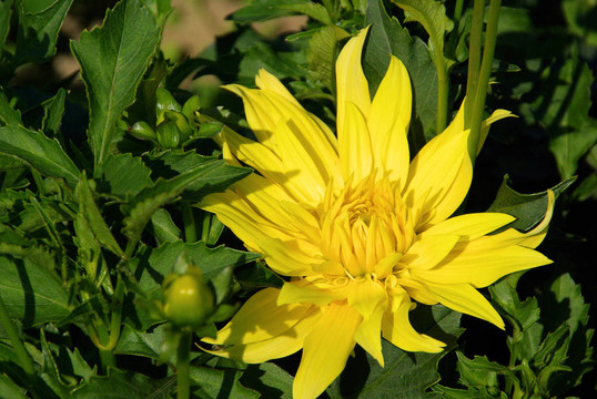 Dahlia 114