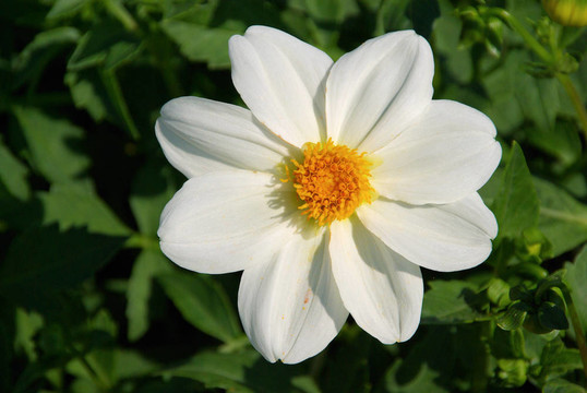 Dahlia 99