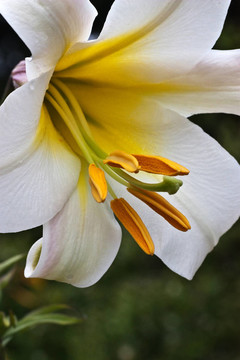 接近white Lily