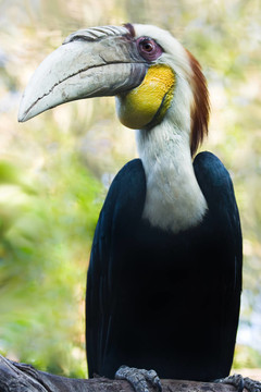 Male Wreathed Hornbill -垂直
