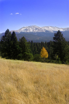 落基山脈與常綠植物；Aspen；和前面一場
