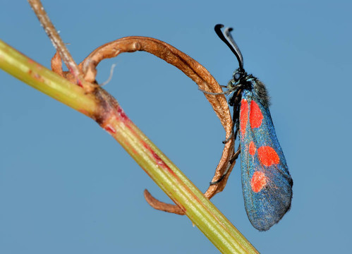 蝴蝶filipendulae鮫