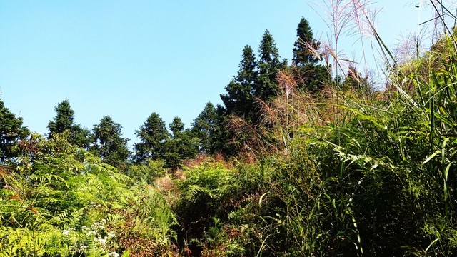 草叢樹林