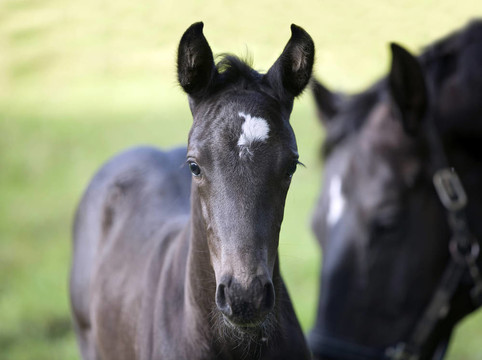 馬母馬和小馬駒