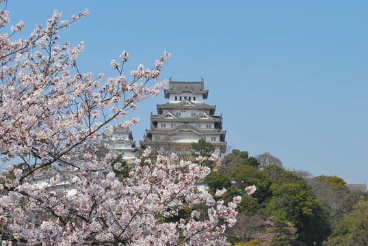 櫻花在姬路城