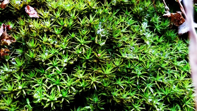苔蘚水珠