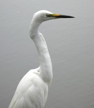 大白鷺鳥