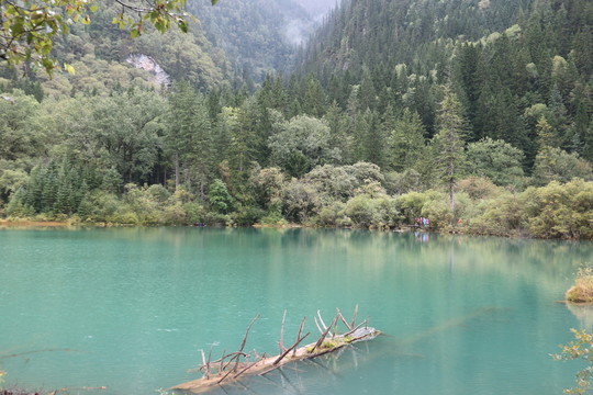 湖面上的樹枝