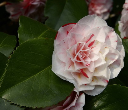 山茶花