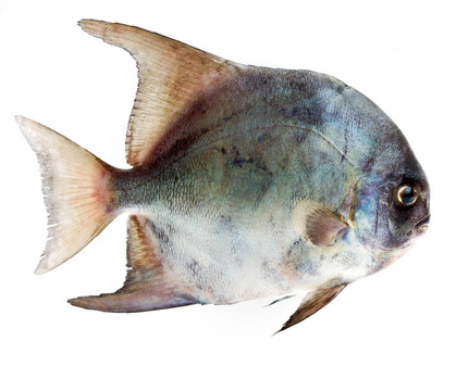 熱帶魚