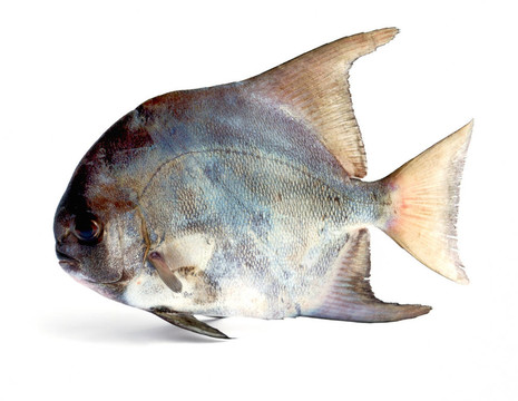 熱帶魚