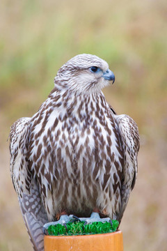 野生鳥類