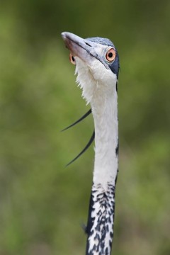 瞇眼鷺鳥