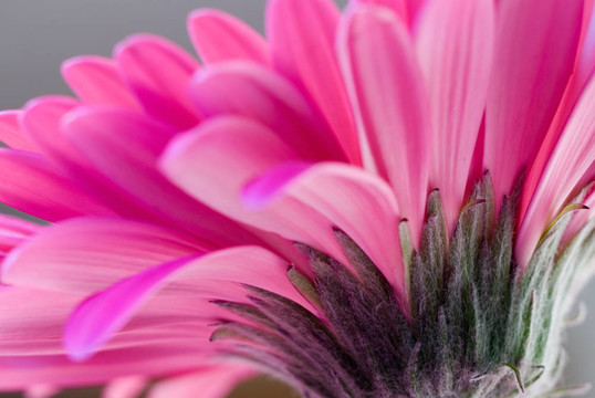 粉紅色的Gerbera flower