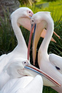 White Pelican（Pelecanus onocrotalus）