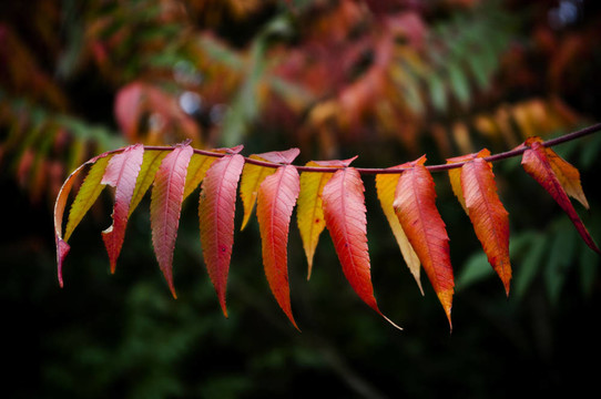 樹上的紅葉
