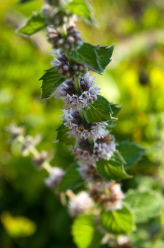 Mentha spicata（薄荷；薄荷屬）