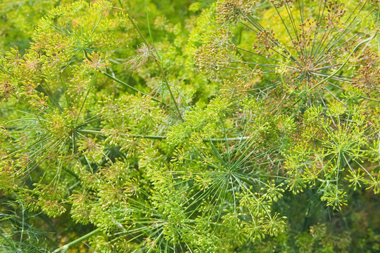 在一個(gè)花園里盛開的茴香