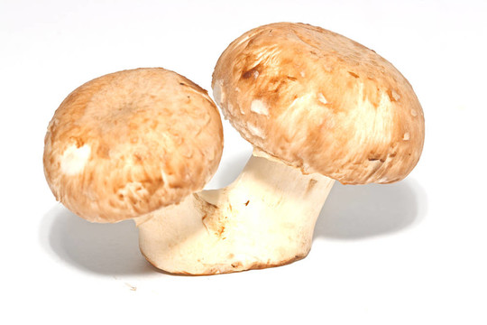 白鮮菇