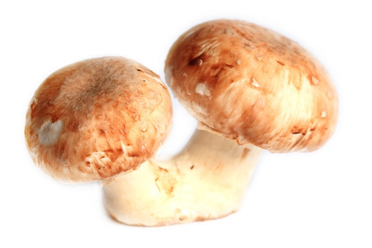 白鮮菇