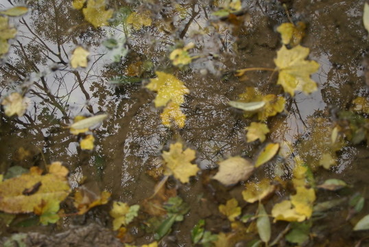 池塘里的五顏六色的樹葉
