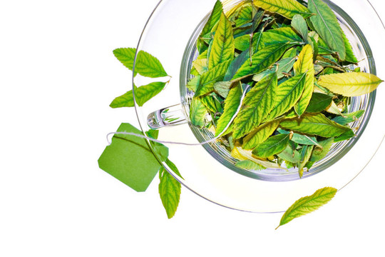 綠茶的概念