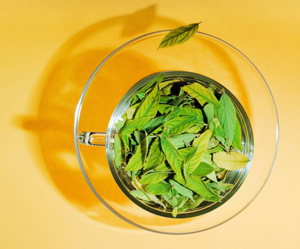 綠茶的概念
