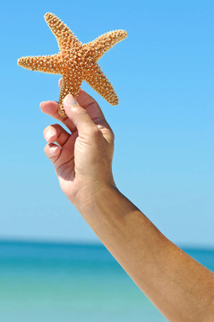 海星