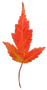 奇異的紅楓葉