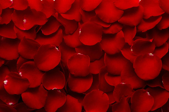 玫瑰紅玫瑰花瓣