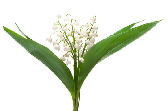山谷百合花