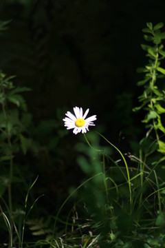 野菊花
