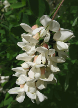 白色的相思（Robinia pseudoacacia）。背景