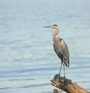 大藍鷺（Ardea herodias）