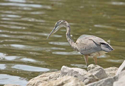 大藍鷺（Ardea herodias）