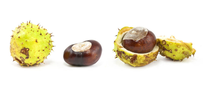 板栗