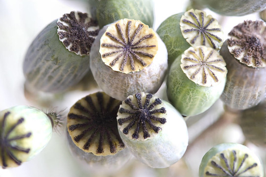 罌粟花膠囊