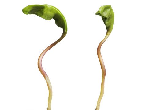白色背景上分離的葉子
