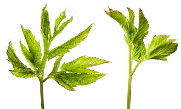 白色背景上分離的葉子