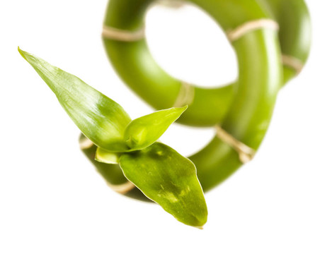 白色背景植物